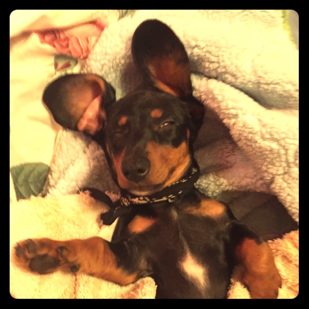 Lester may be the mascot but he is not for sale!! - Picture 1 of 1